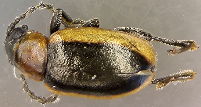 Longitarsus dorsalis